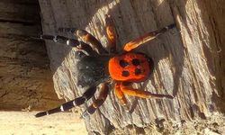 Akdeniz ve Orta Asya'nın nadir türü Elazığ'da ortaya çıktı