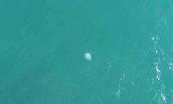 Akdeniz'deki zehirli denizanaları Mersin sahillerine vurdu