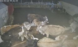 Ankara'daki bir köyde çiftliğe giren kurt sürüsü hayvanları telef etti