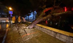 Aydın kent merkezinde faciadan dönüldü: Asırlık çam ağacı devrildi