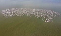 Baharın habercisi allı turnalar Yozgat'ta görüntülendi