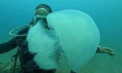 Balıkçıların kabusu oldular : Attıkları ağlara yüzlerce dev denizanası takıldı