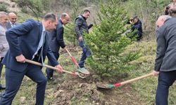 Bartın'da hükümlüler fidan dikti