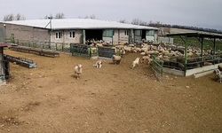 Başıboş köpek çiftliğe girip koyunları kovaladı, çiftliğin köpeği olanları izledi