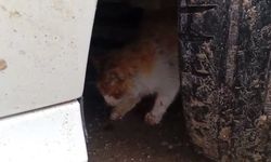 Batman'da aracın motoruna sıkışan kedi kurtarıldı