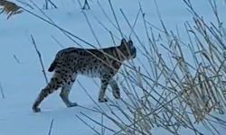 Bayburt'ta karlı arazide görülen vaşak vatandaşları heyecanlandırdı