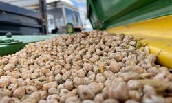 Bayburt'ta üreticilere yüzde 75 hibeli nohut tohumu desteği