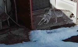 Bayburt'ta vaşağın tavşan avı kamerada