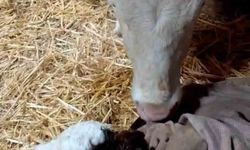 Bayram sabahı doğan buzağıyı görünce türküler söyledi