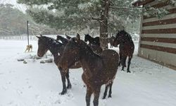 Bayramda Spil'e kar sürprizi