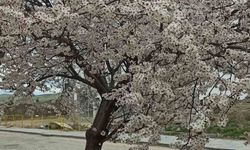 Beypazarı'nda badem ve kayısı ağaçları çiçek açtı