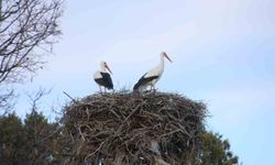 Beyşehir'e bahar leyleklerle geldi