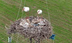 Binlerce kilometre mesafe kateden leylekler yuvalarını Diyarbakır'da kuruyor