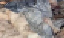 Bozüyük'teki barınak skandalına bir yenisi daha eklendi