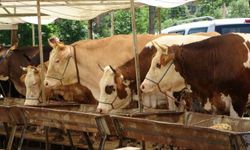 Buldan'da şap karantinası kaldırıldı