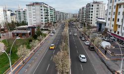 Bulvarlar süs armutlarıyla görsel şölene dönüştü