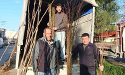 Burhaniye'de meyvecilik gelişiyor