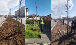 Bursa'nın 700 yıllık mirası 700 çınarla kök salıyor