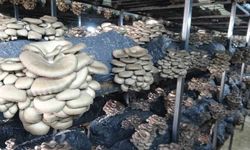 Çarşamba'da istiridye mantarı üretimi artıyor