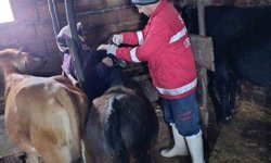 Çarşamba'da şap aşılamaları sürüyor