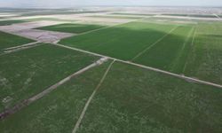 Çiftçilere hububata hastalık gelmeden erken müdahale uyarısı