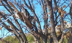 Çivril'de görülen maymun koruma altına alındı