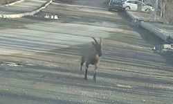 Dağ keçisi ilçe merkezine indi: Vatandaşları hayrete düşürdü