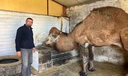 Deve güreşleri iptal edilince develer dinlenmeye çekildi