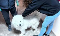 Didim'de evcil hayvanlar aşılanıyor