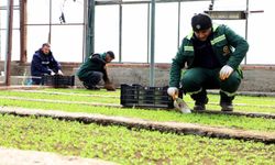 Diyarbakır'a 2 milyon Çin karanfili ekilecek