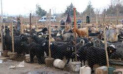 Diyarbakır'da vatandaşlar sofralara bırakacağı eti canlı hayvan pazarından almayı tercih ediyor