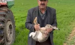 Diyarbakırlı çiftçi, tarlada yakaladığı gebe tavşanı yaşam alanına bıraktı