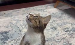 Dört yıldır kusan kedinin midesinden buzdolabı vakumu çıktı