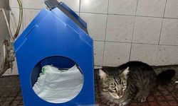 El emeğiyle yaptı, sokak kedilerine yuva oldu