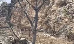 Elazığ'da 3 ayaklı yaban keçisi azmiyle şaşırttı
