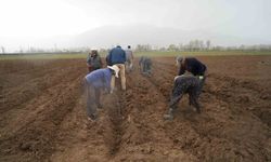 Erzincan bölgenin fidan ihtiyacını karşılıyor