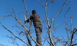 Erzincan çiftçisine 'budama' uyarısı