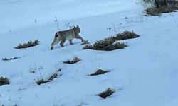 Erzurum'da karlı arazide vaşak görüntülendi