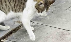 Fareden oscarlık performans: Kediden kurtuluşu ölü taklidinde aradı