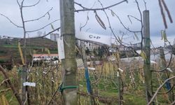 Fındıkta kozalak akarı verim kaybına yol açıyor