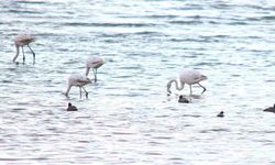 Flamingolar Van Gölü Havzası'na geri döndü