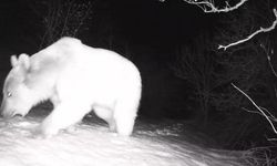 Fotokapana yansıyan yaban hayatı hareketliliği
