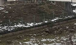 Göç yolculuğundaki leylekler Sakarya'da mola verdi