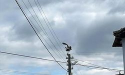 Gönen Dereköy'de leylek yapay yuvayı reddetti, eski yerine dönmek istiyor