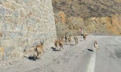 Gümüşhane'de yaban keçileri yavrularıyla birlikte görüntülendi