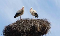 Hasköy'de leylekler aynı güzergahta 18 yuvayı doldurdu