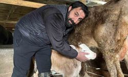 Hasta doğan buzağıları buhar makinesiyle hayata bağlıyor