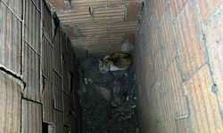 Havalandırma boşluğuna düşen kedi kurtarıldı