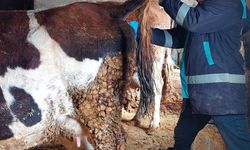 Hisarcık'ta şap hastalığı için büyükbaş hayvanlardan kan numunesi alındı