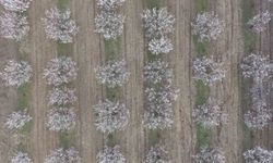 Iğdır'da kayısı ağaçları çiçek açtı, ova beyaza büründü